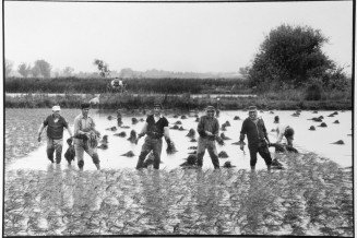 Plantation de riz par des ouvriers espagnols au mas de la Butte. 1970. 