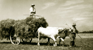 Travaux agricoles sur les terres de la famille de Stefani à Saint-Jory (Haute-Garonne), 1942. © EDITALIE