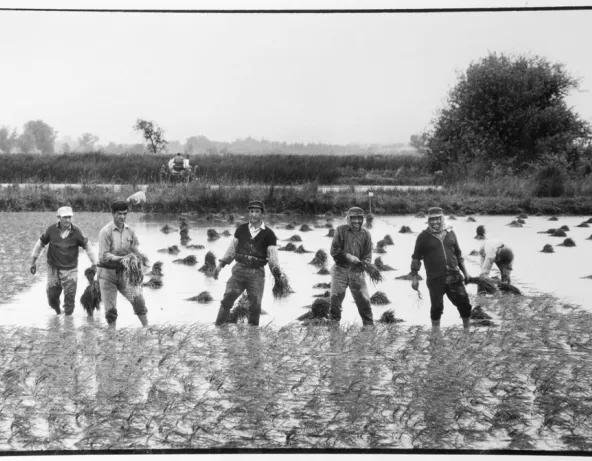Plantation de riz par des ouvriers espagnols au mas de la Butte. 1970. 