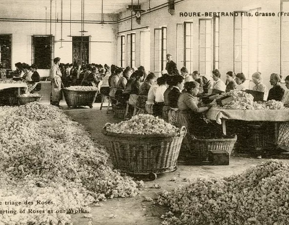Trieuses de roses au travail