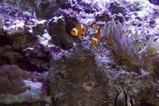 vignette_anemone_clown