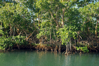 The mangrove swamp with its mangrove trees sinking their roots into the water