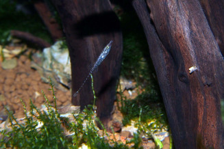 Indostomus crocodilus