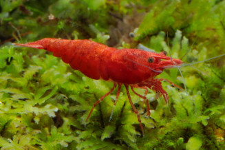Neocaridina davidii