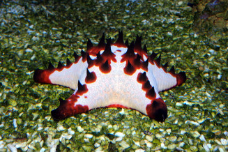 Protoreaster nodosus