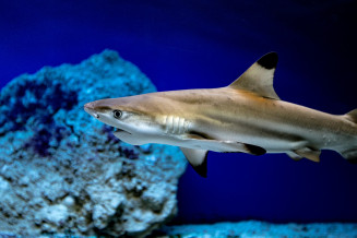Requin