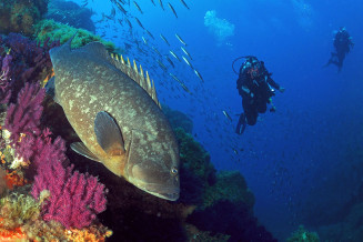Poisson Epinephelus marginatus