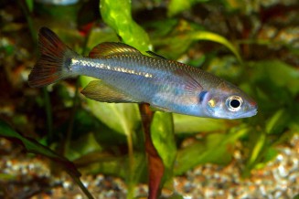 Photo d'un Rheocles vatosoa