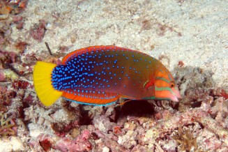 Photo de Coris gaimard avec sa livrée subadulte