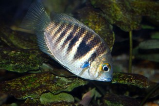 Photo d'Etroplus canarensis 