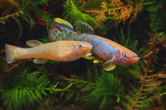 Photo de Fundulopanchax scheeli