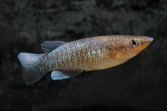 Photo de Pachypanchax arnoulti