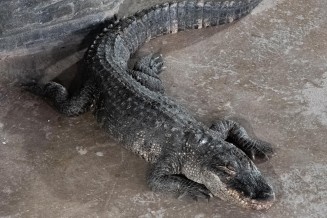 Alligator du Mississippi