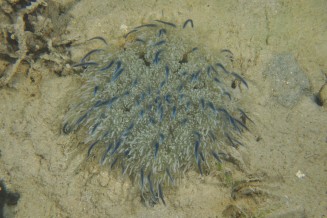 Cassiopea andromeda