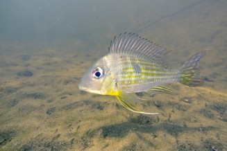 Perle du Suriname - Geophagus surinamensis