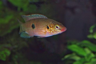 Cichlidé joyau - Rubricatochromis lifalili