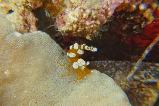 Crevette sexy - Thor amboinensis