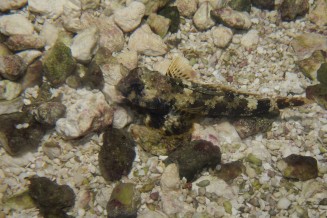 018_synchiropus_ocellatus.jpg
