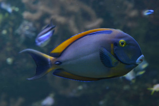 021_-_acanthurus_bariene.jpg