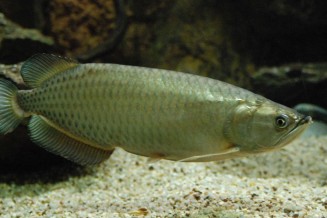 022_scleropages_jardinii.jpg