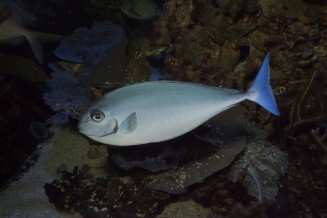 026_naso_hexacanthus.jpg