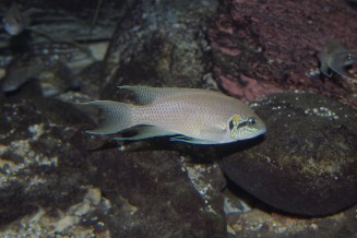 043_neolamprologus_brichardi.jpg