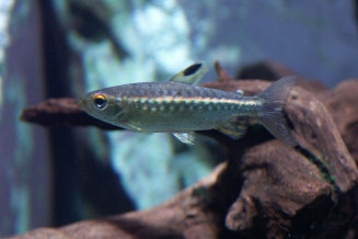 045_arnoldichthys_spilopterus.jpg