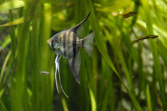 06_pterophyllum_scalare.jpg