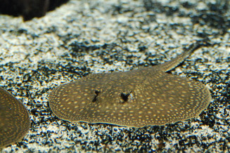 Jeune raie vermiculée