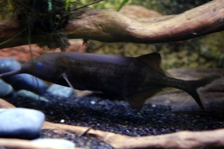 Poisson-éléphant