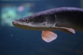 arapaima_gigas.jpg
