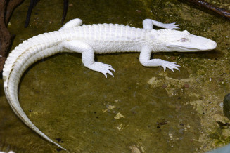 alligator_albinos-3.jpg