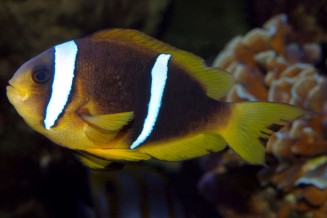 amphiprion_bicinctus_femelle_adulte_maao_photo_ff_.jpg