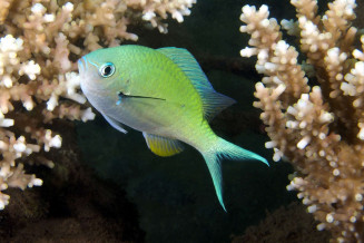 Chromis viridis adulte © Fréderic Fasquel
