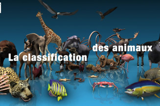 classification_animaux.jpg