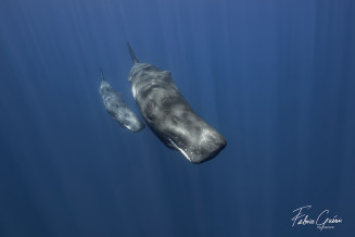 fabrice guerin mille et une mers