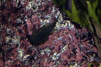 gastromyzon_spp_maao_octobre_2018_photo_ff_019.jpg