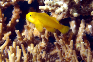 gobiodon_okinawae_2.jpg