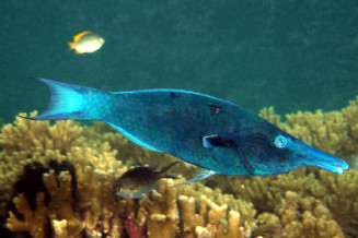 Gomphosus caeruleus mâle