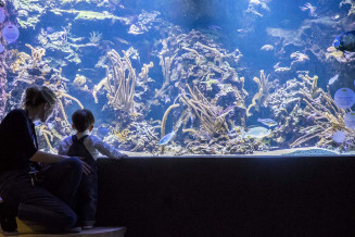 nouvelle scenographie aquarium