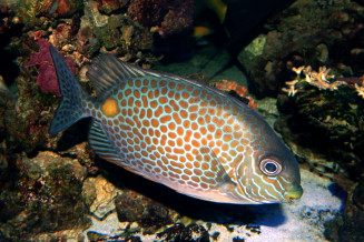 Siganus guttatus jeune adulte © Fréderic Fasquel