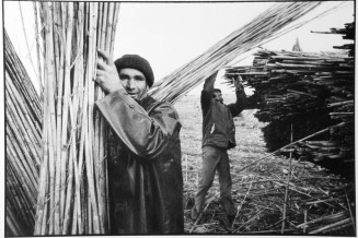 Ramassage des cannes par des ouvriers espagnols au mas Estellier. 1976. Photographie de Jacques Windenberger
