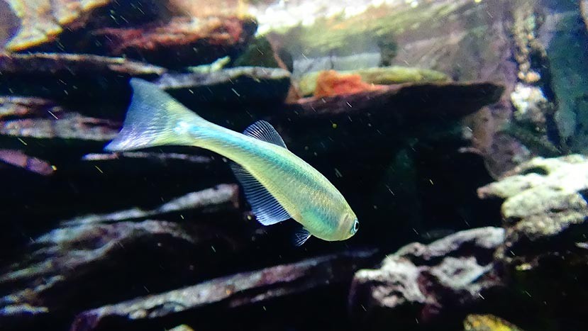 for the fish