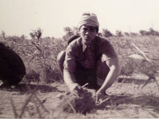 Travailleur indochinois dans les rizières de Camargue pendant la guerre. © Collection Pham Van Nhân. Source : Liem-Khe LUGUERN