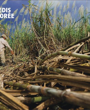 Affiche du Mercredi de la Porte Dorée sur le cycle de la mémoire et de l'esclavage.