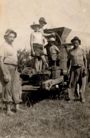 Vendange dans la ferme de la famille Ghigo dans le Tarn, 1935. © EDITALIE
