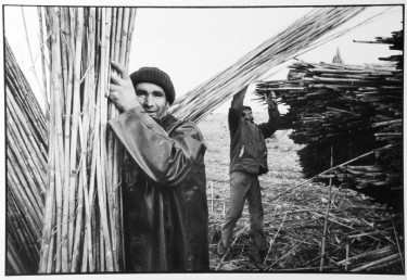 Ramassage des cannes par des ouvriers espagnols au mas Estellier. 1976. Photographie de Jacques Windenberger