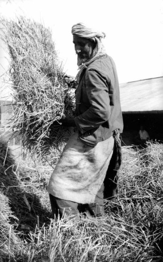 North African farmworker in France. Around 1939 © LAPI / Roger Viollet