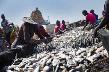 Guillaume Collanges, Poissons issus de la pêche artisanale, pilier de l’activité économique de Joal (Sénégal) © Guillaume Collanges