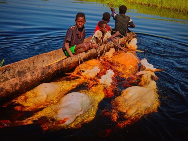 Photographie de Peter Caton, Une famille migre vers un terrain plus élevé avec son bétail